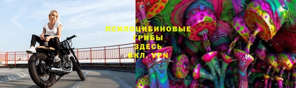 гашик Алексин